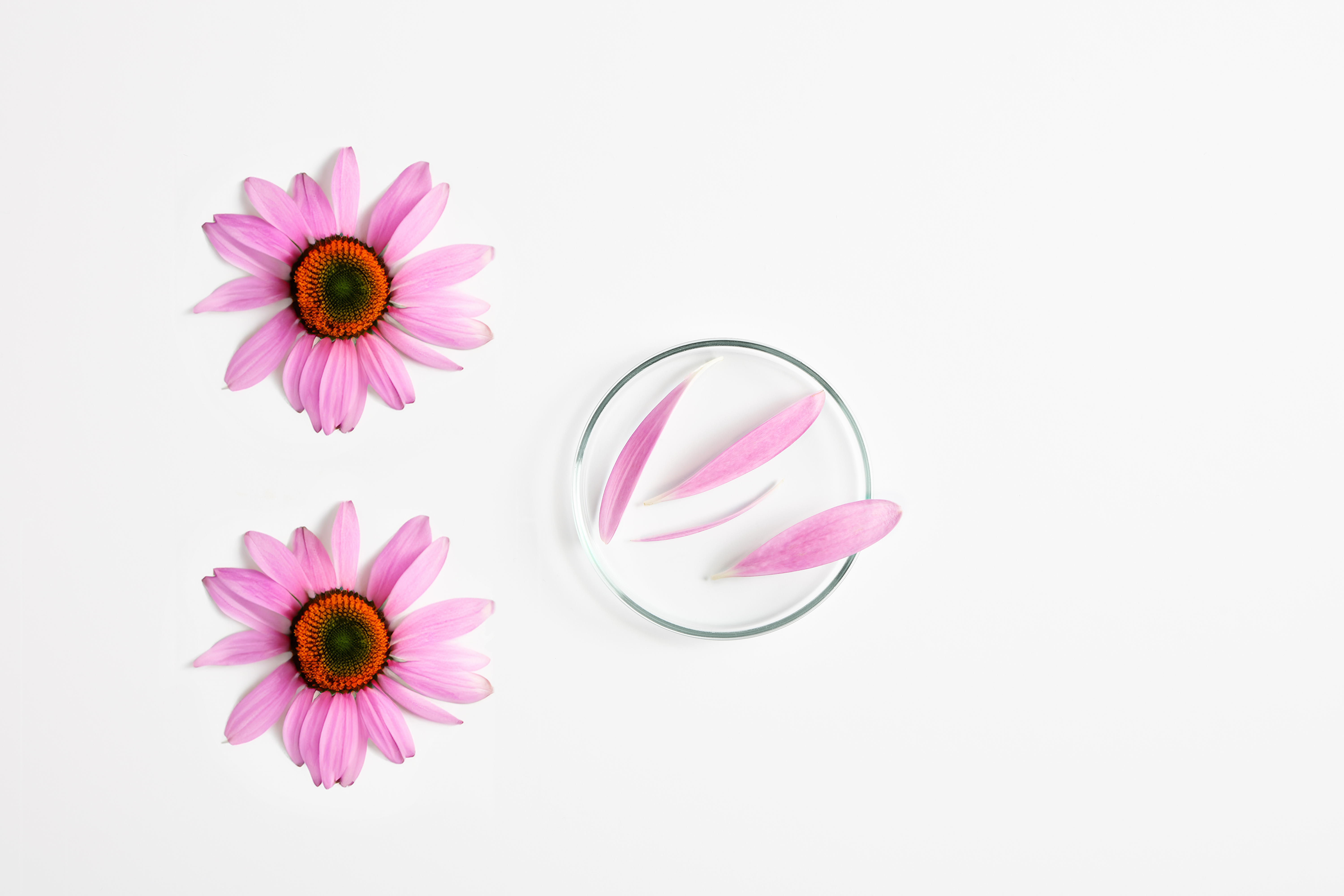 ECHINACEA EXTRACT